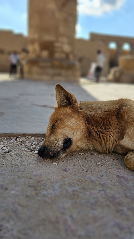 Mısır köpeği